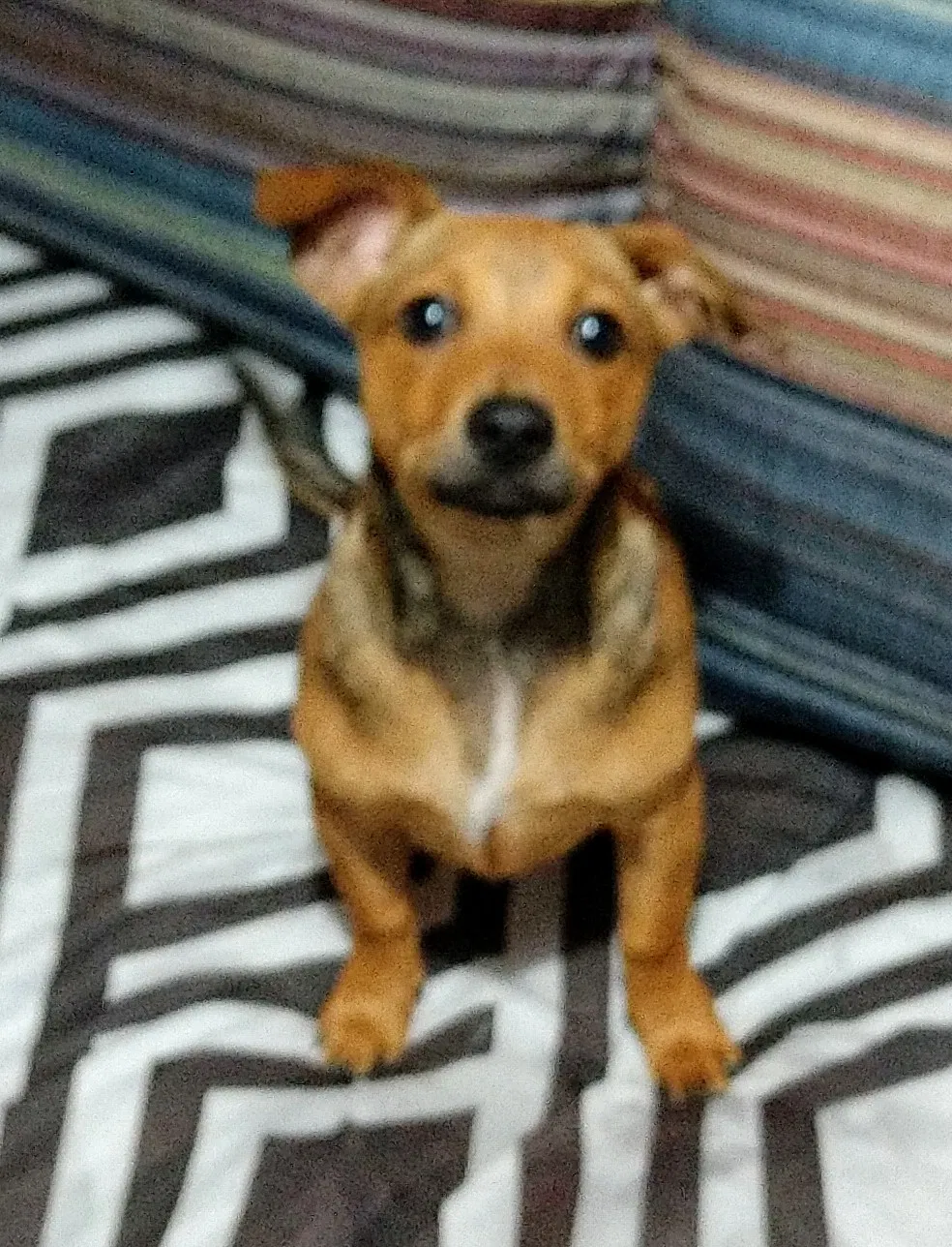 Lost dog in Hampton, TN, 37658