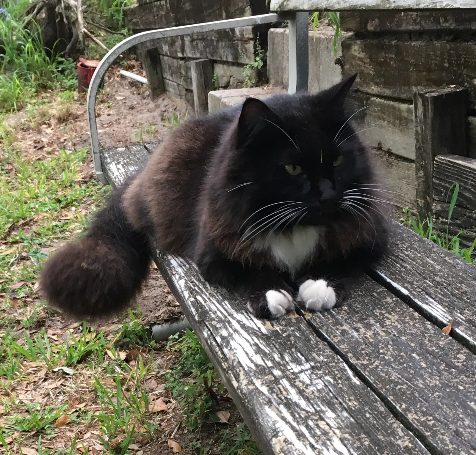Lost cat in Orlando, FL, 32810