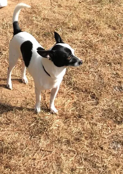 Lost dog in Lithonia, GA, 30058