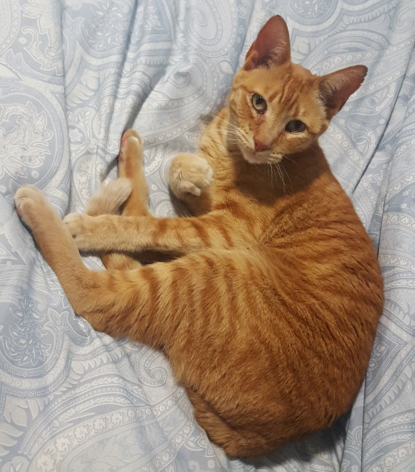 Lost cat in New Braunfels, TX, 78130