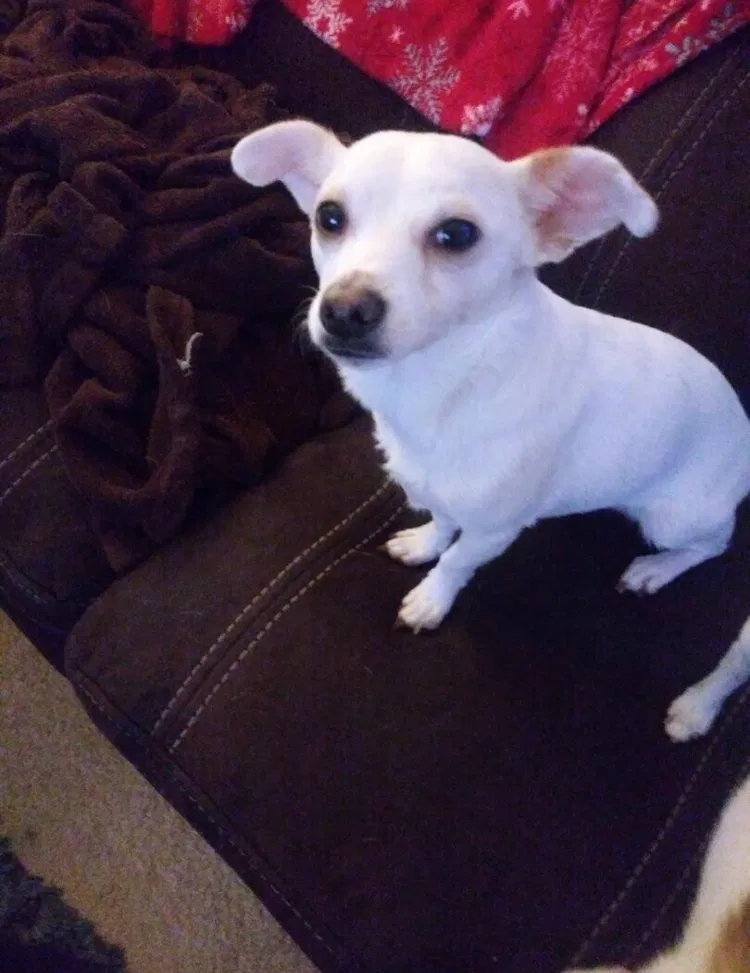 Lost dog in Unknown, CA, 92959