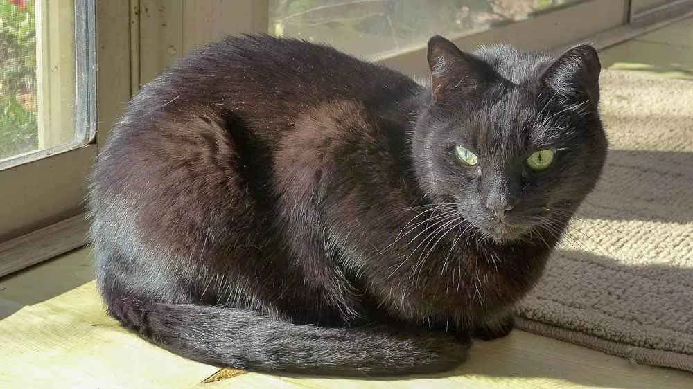 Lost cat in Charlotte, NC, 28269