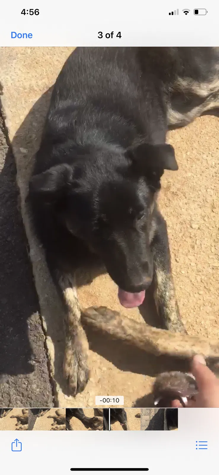 Lost dog in Lithonia, GA, 30058