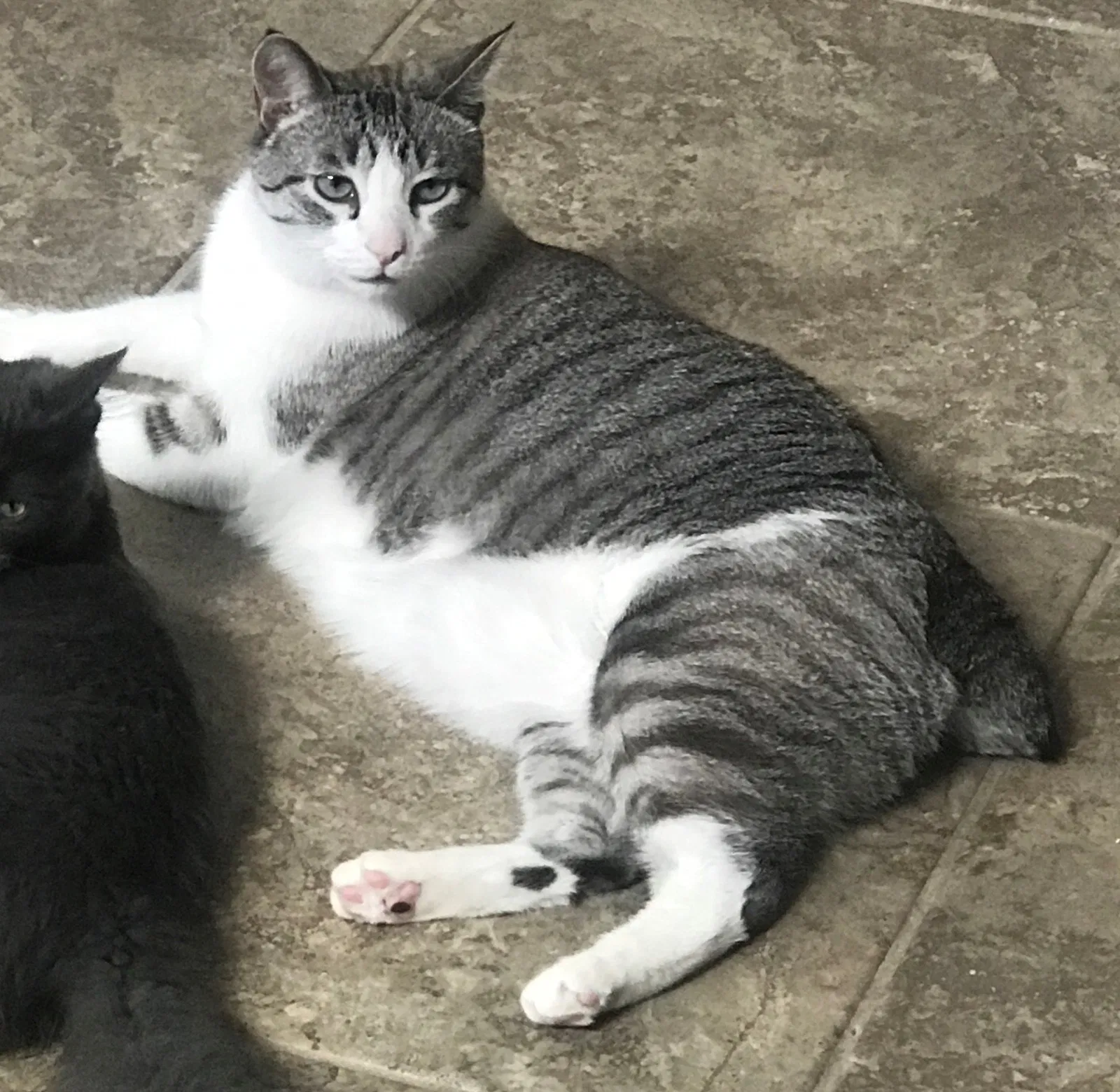 Lost cat in Phoenix, AZ, 85018