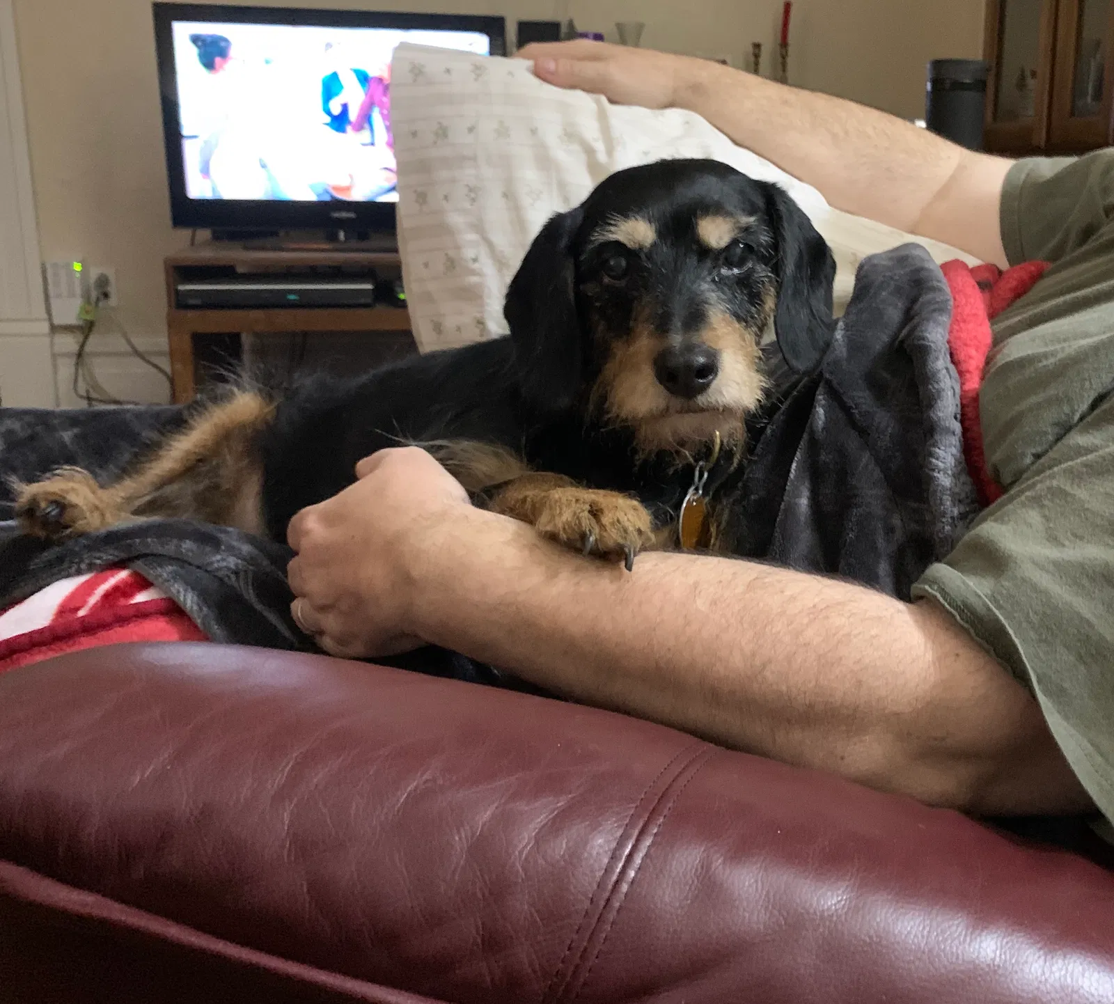 Lost dog in Little Rock, AR, 72206