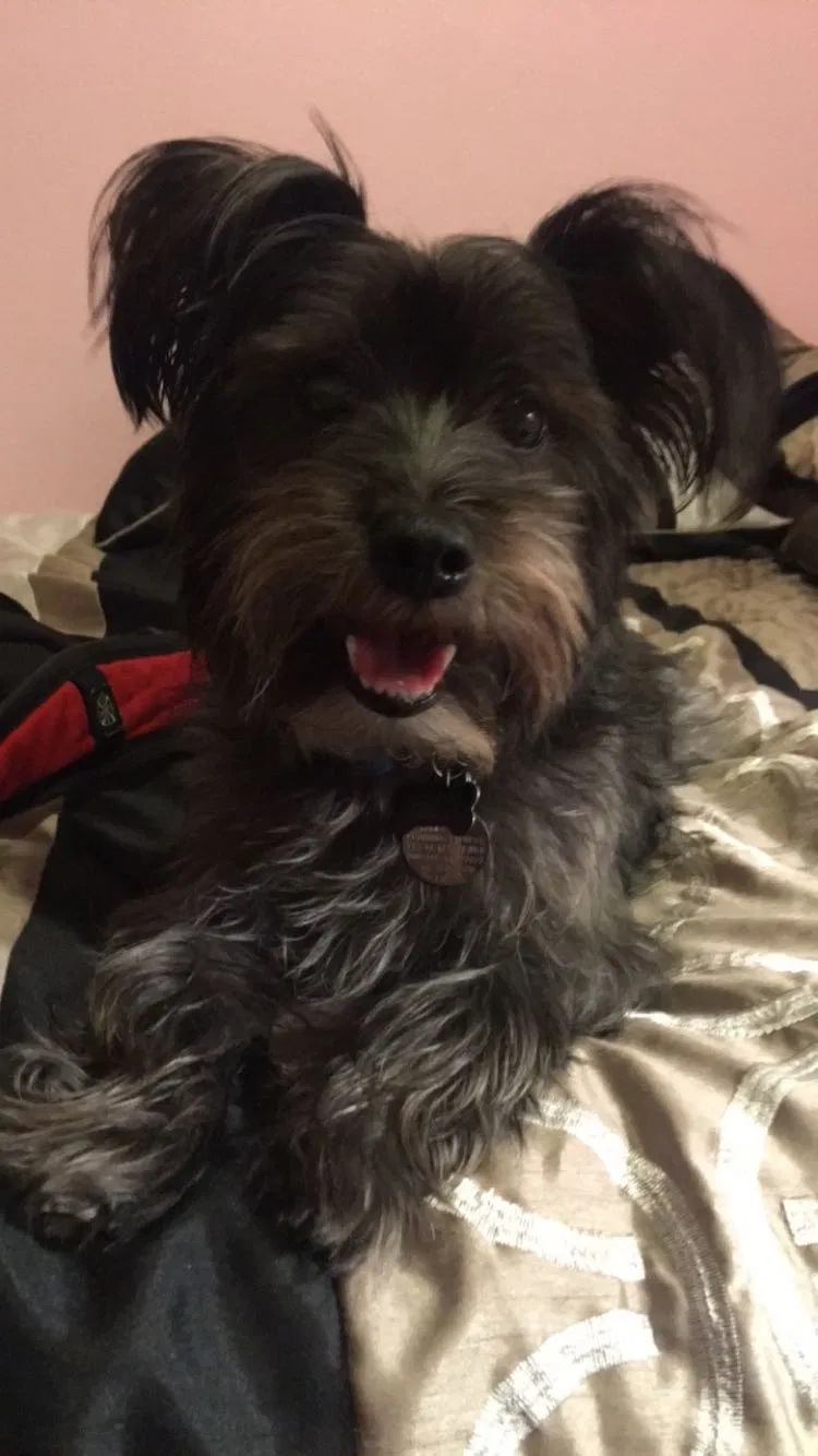 Lost dog in Sugar Land, TX, 77498