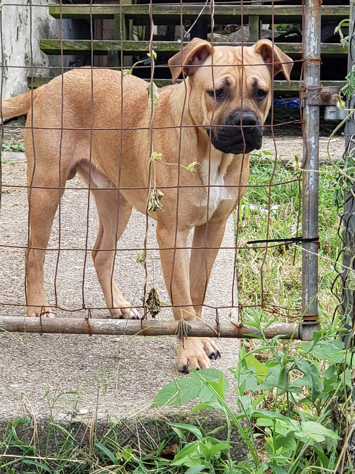 Lost dog in Fort Thomas, KY, 41075