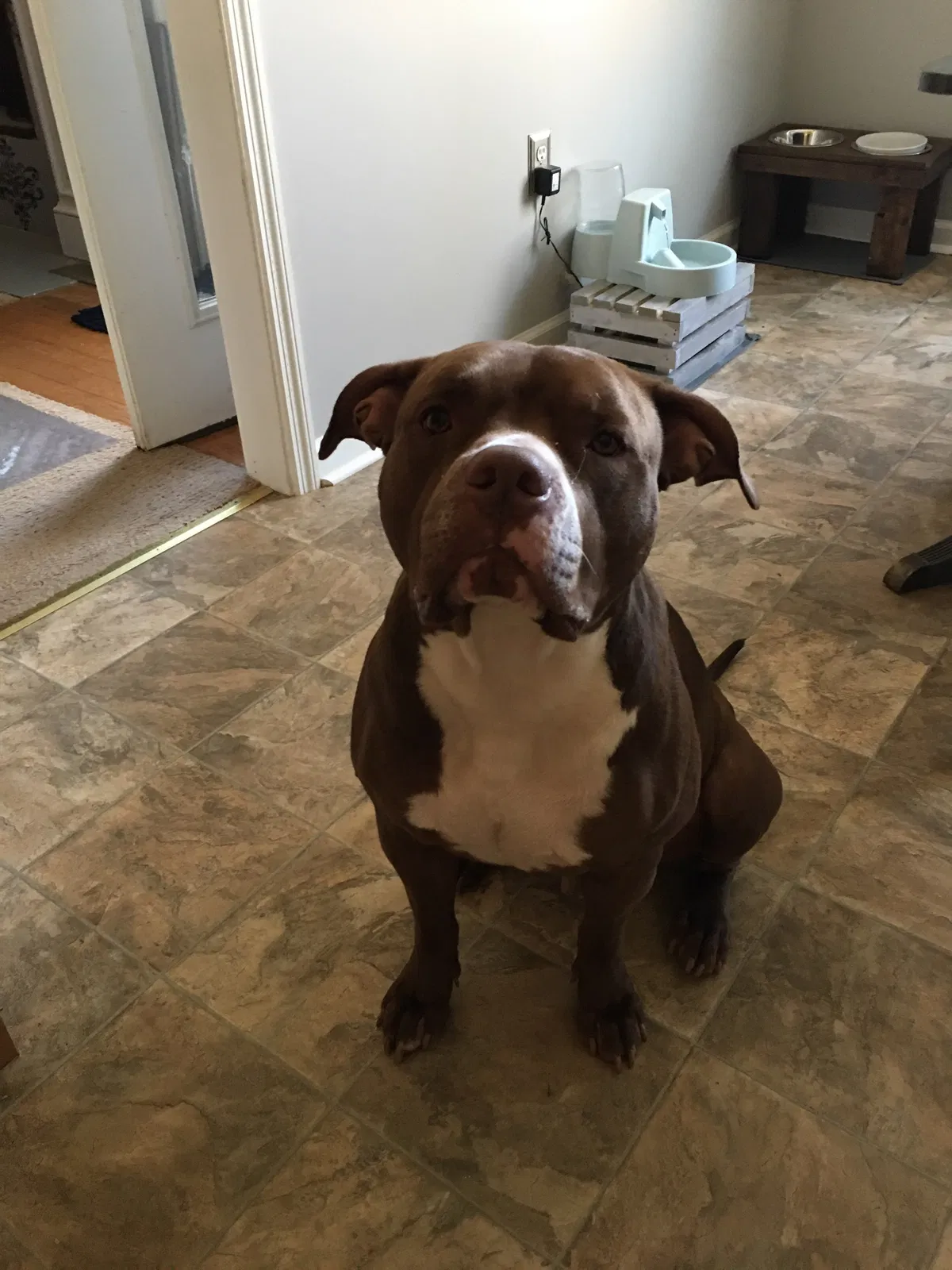 Lost dog in Decatur, AL, 35601
