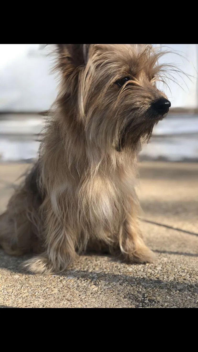 Lost dog in Lanham, MD, 20706