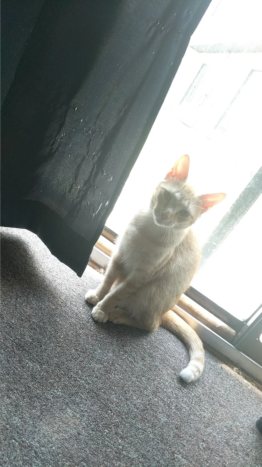 Lost cat in Lima, OH, 45805