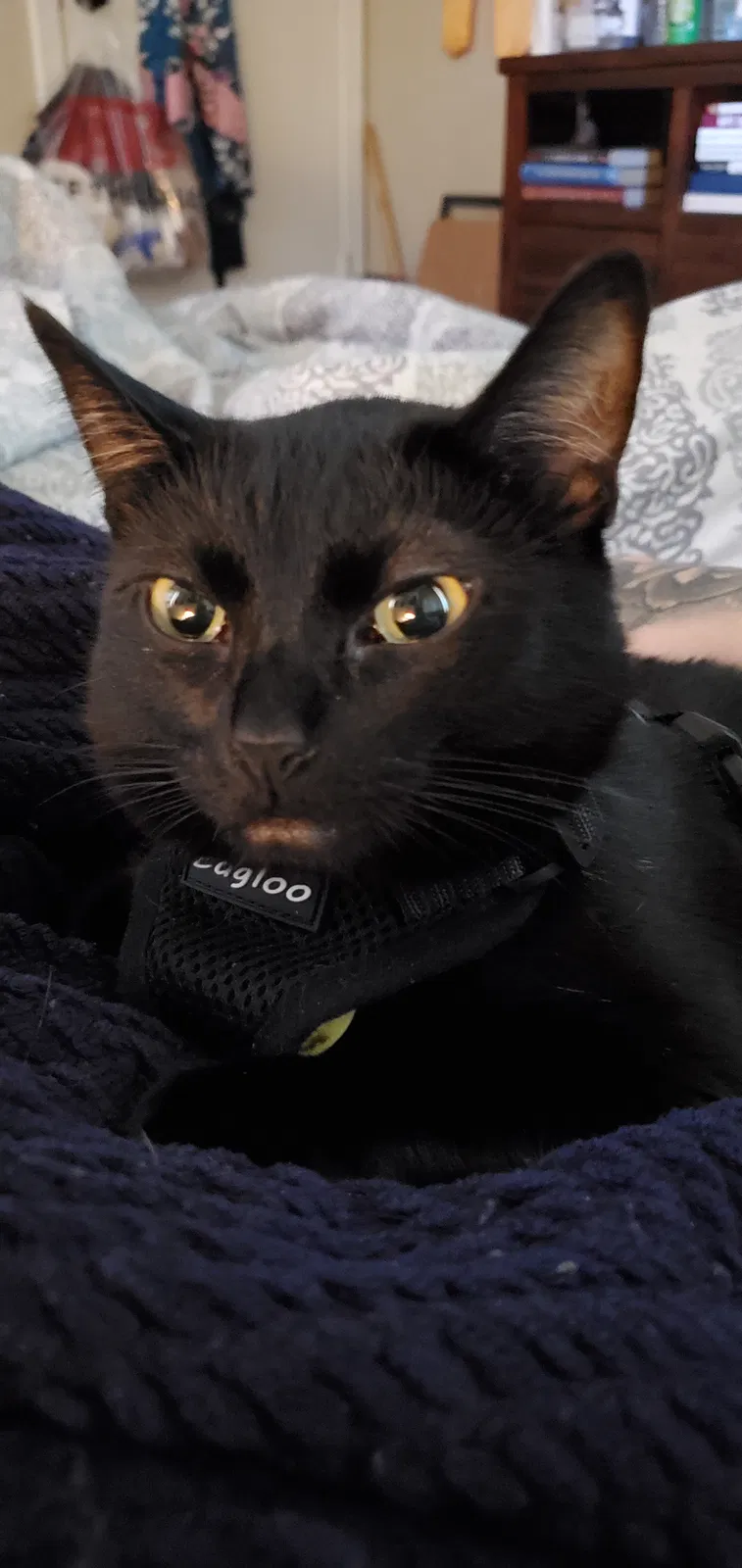 Lost cat in Fresno, CA, 93728