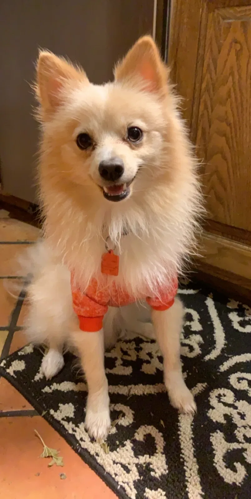 Lost dog in Lubbock, TX, 79410