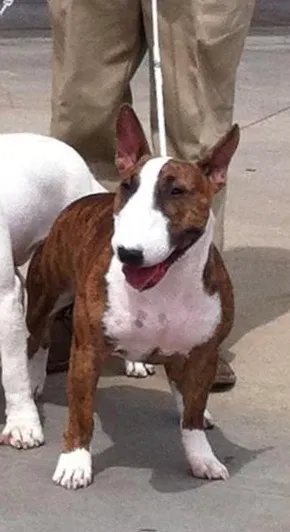 Lost dog in Porterfield, WI, 54159