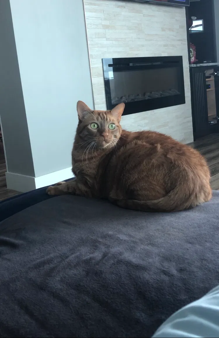 Lost cat in Fort Rucker, AL, 36362