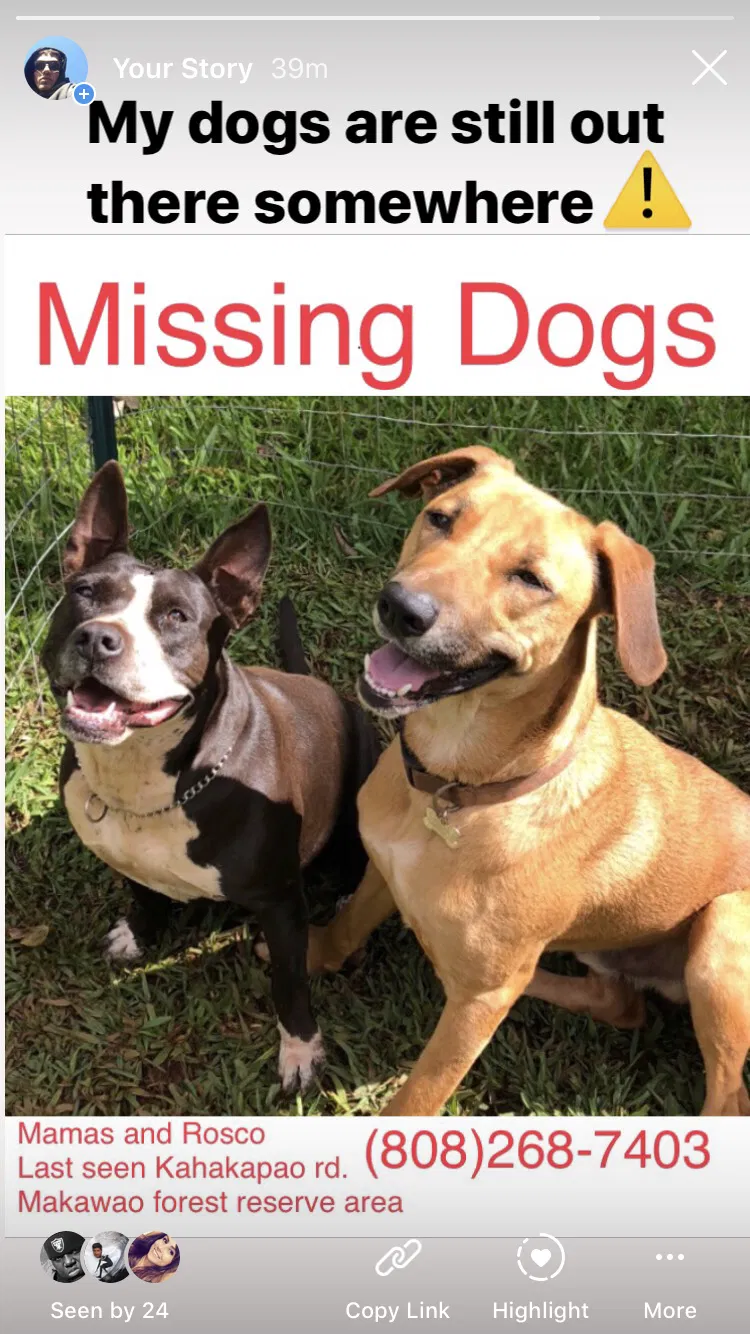 Lost dog in Makawao, HI, 96768