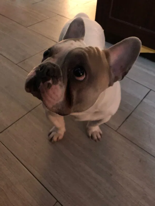 Lost dog in Long Beach, CA, 90804