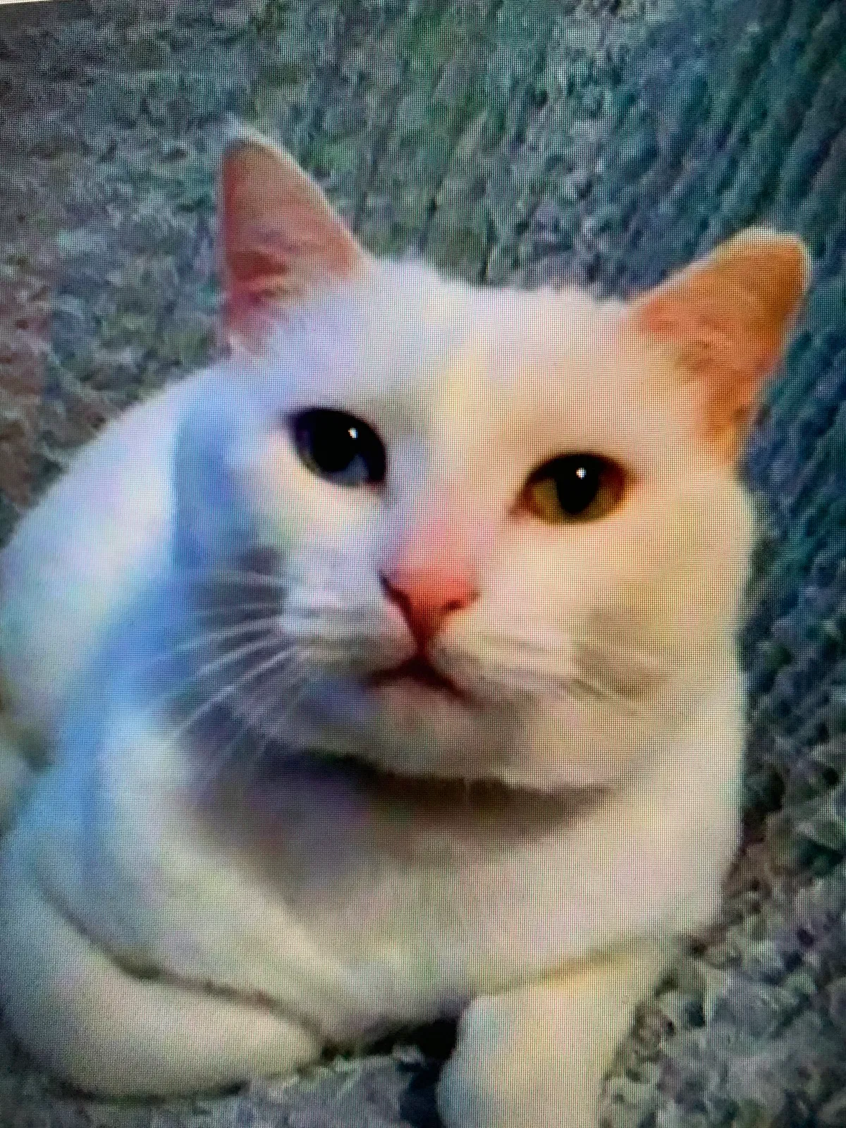 Lost cat in Fort Lauderdale, FL, 33331