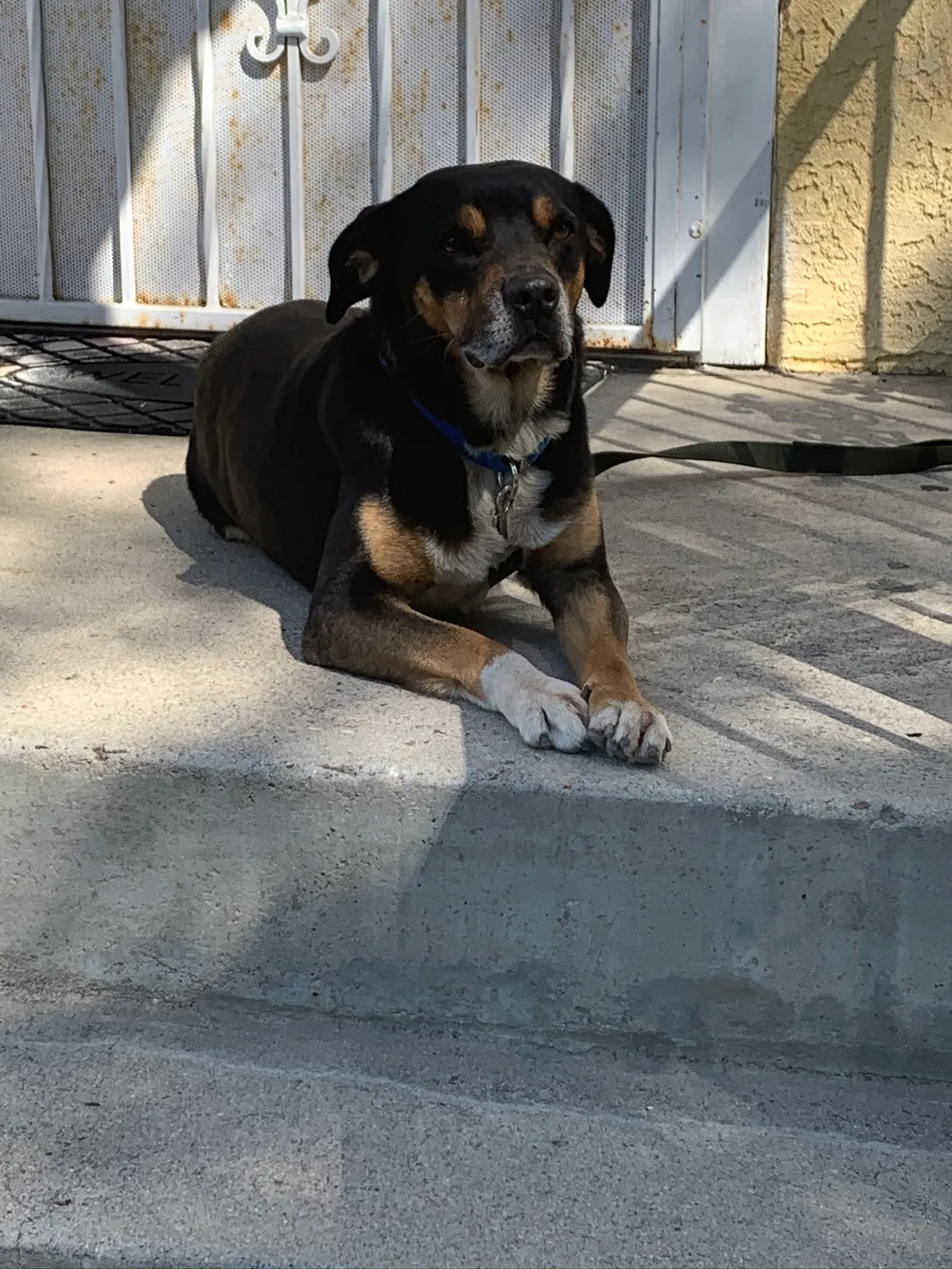 Lost dog in San Diego, CA, 92102