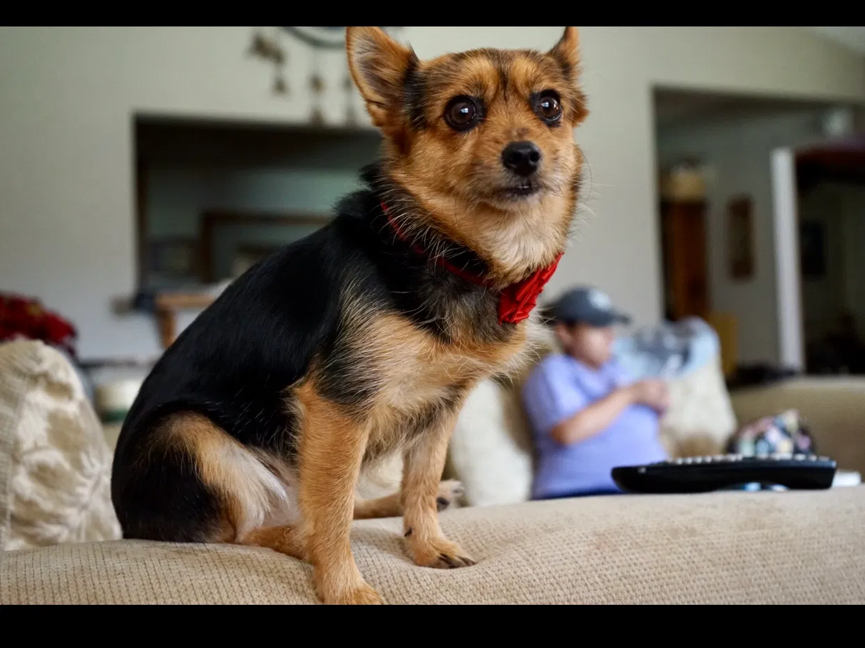 Lost dog in Irving, TX, 75061