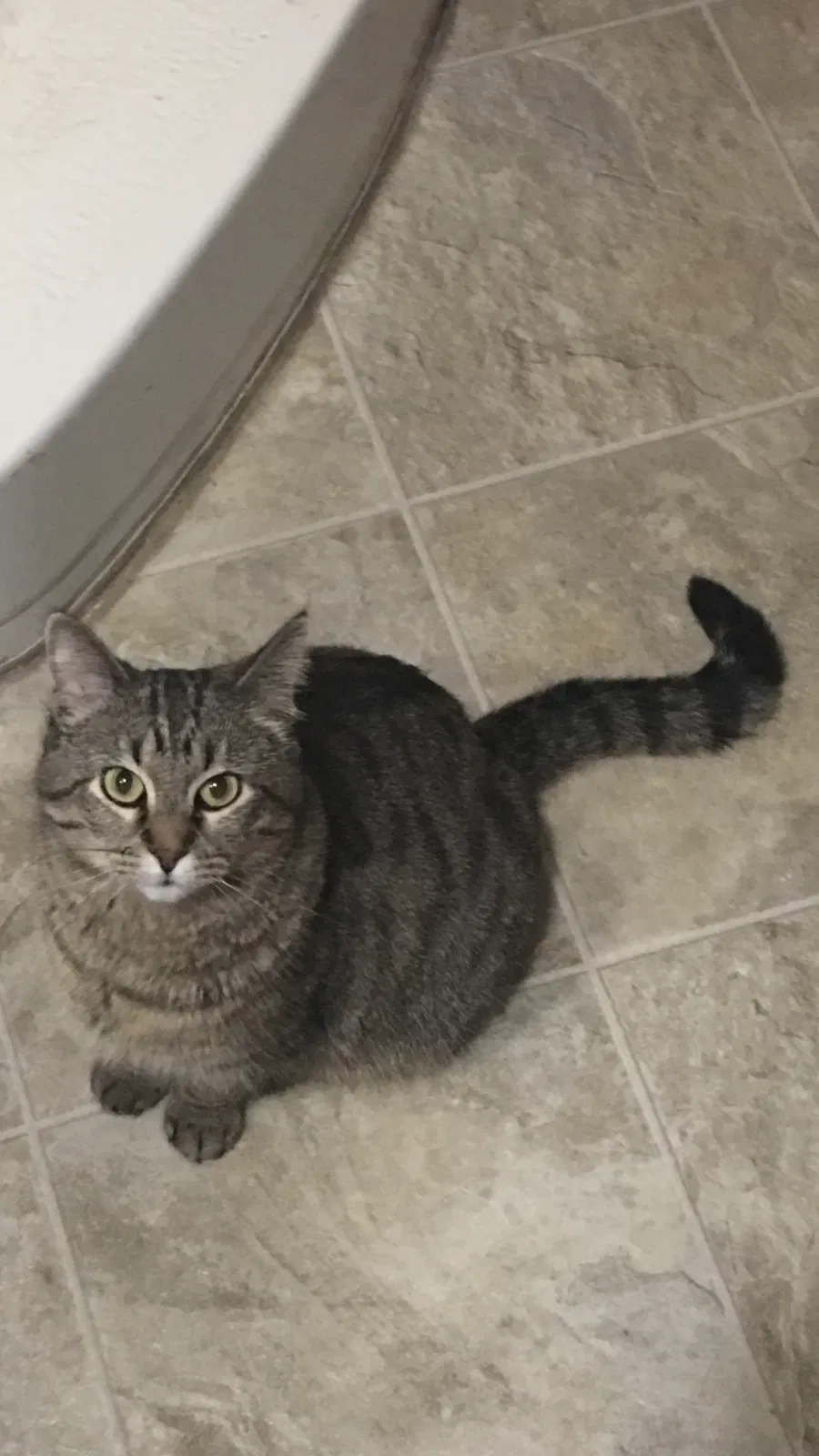 Lost cat in Lansing, KS, 66043