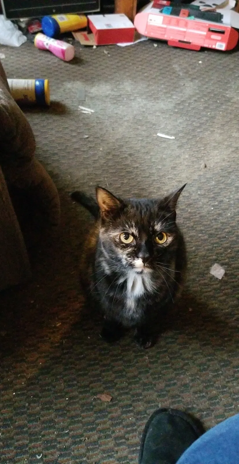 Lost cat in Elmira, NY, 14901