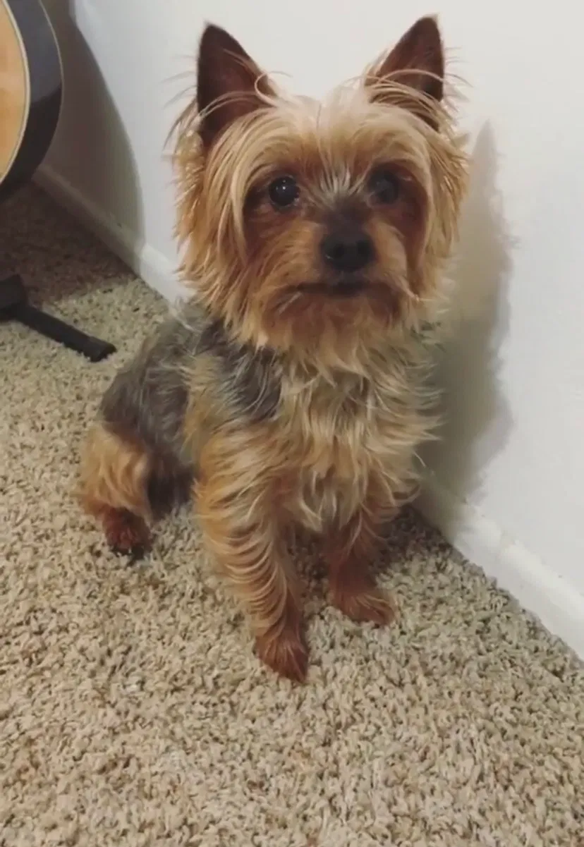 Lost dog in La Habra, CA, 90631