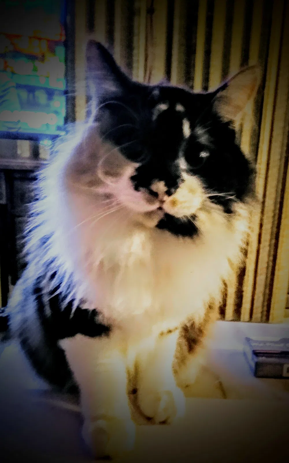 Lost cat in Munster, IN, 46321