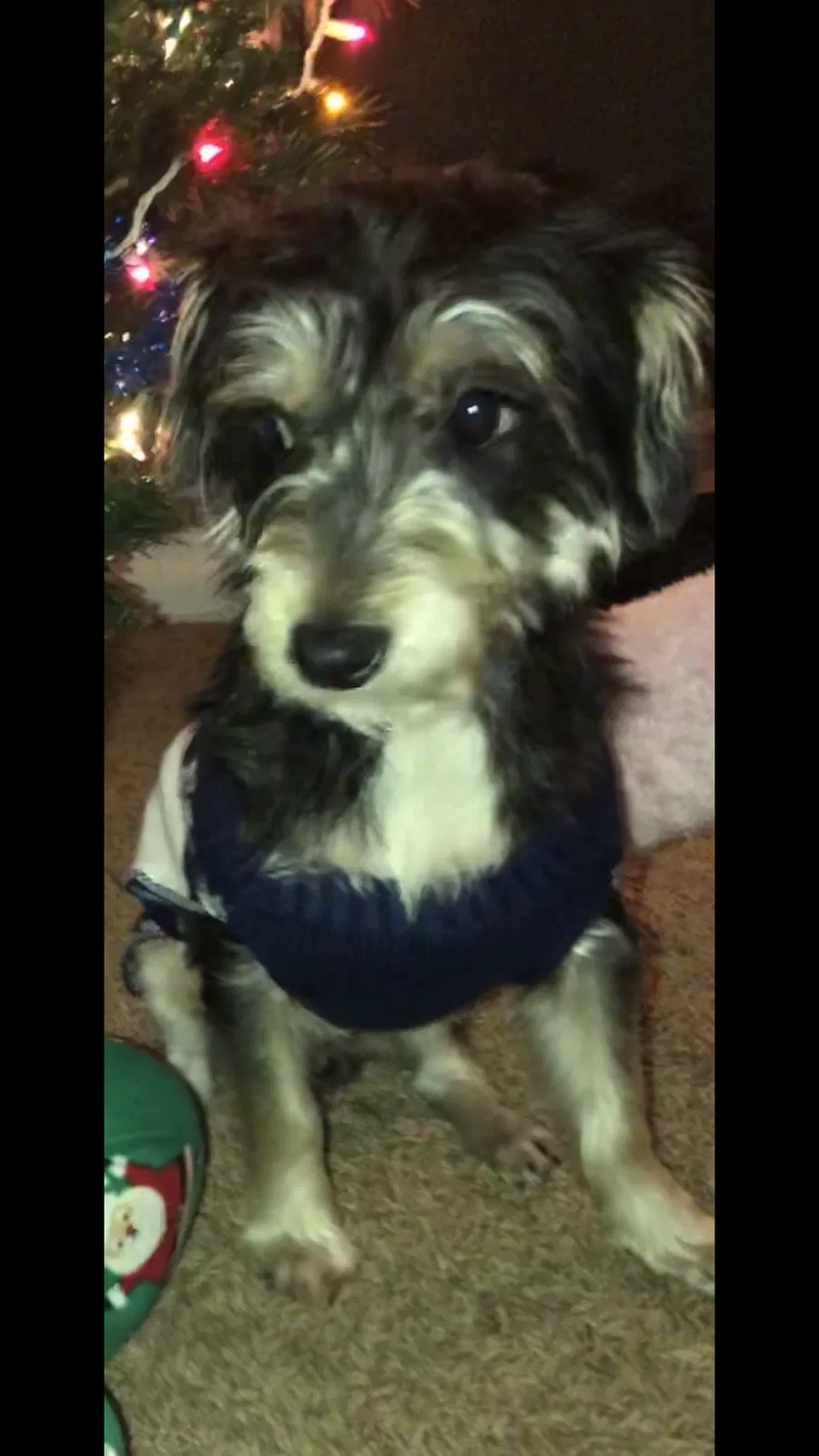 Lost dog in Hyattsville, MD, 20785