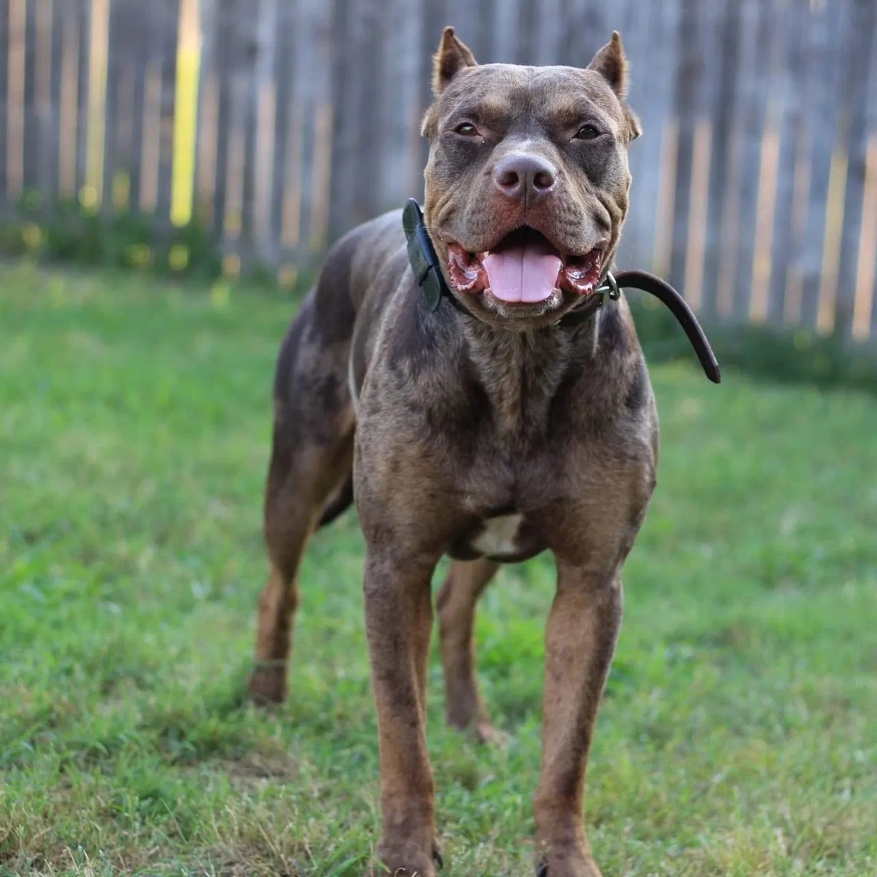 Lost dog in White Hall, AR, 71602