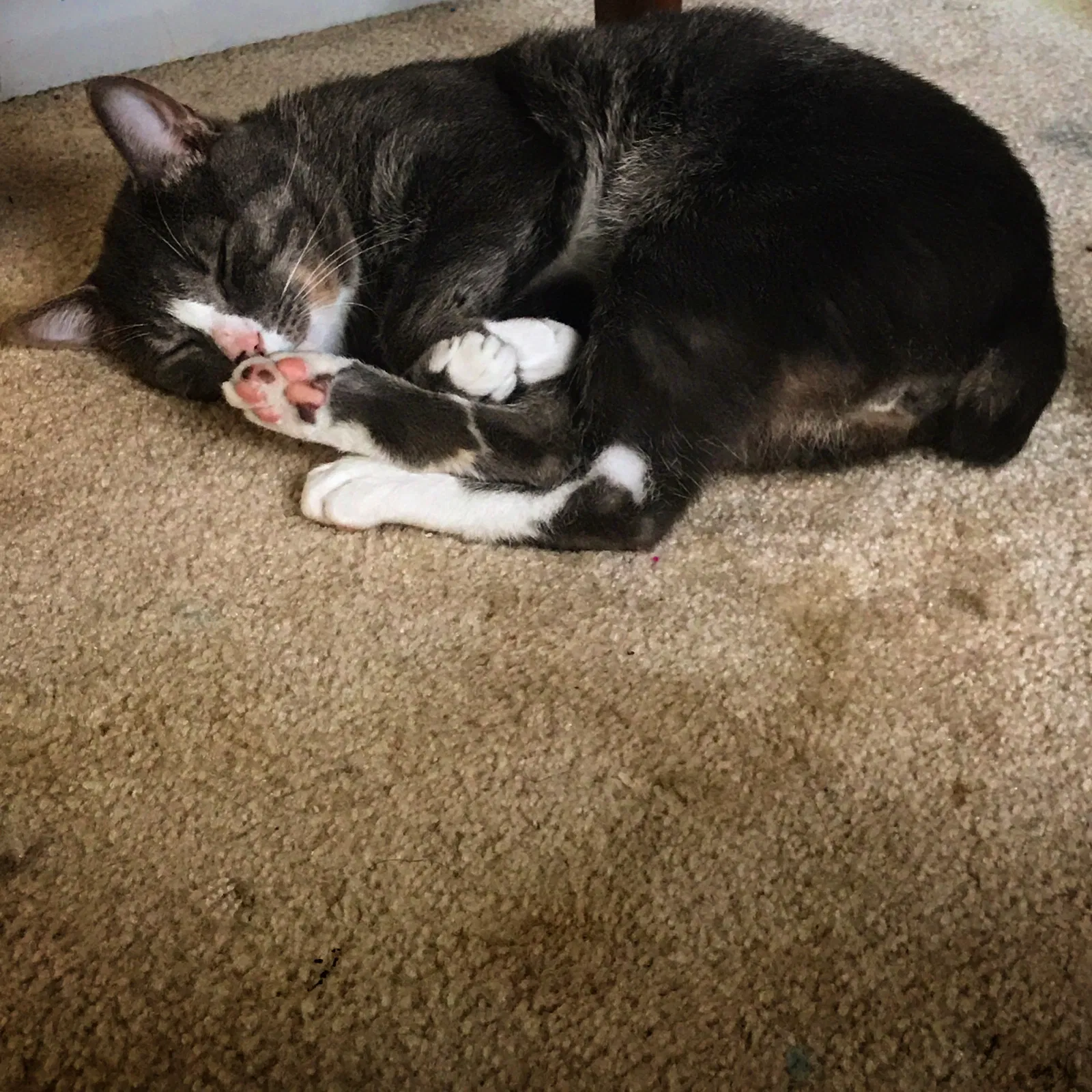 Lost cat in Chesnee, SC, 29323