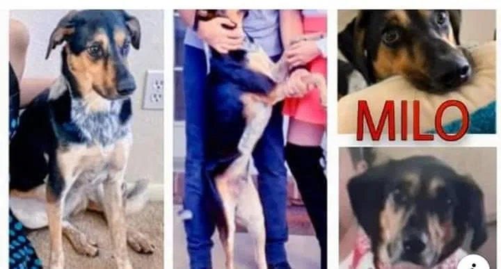 Lost dog in Cloverdale, IN, 46120