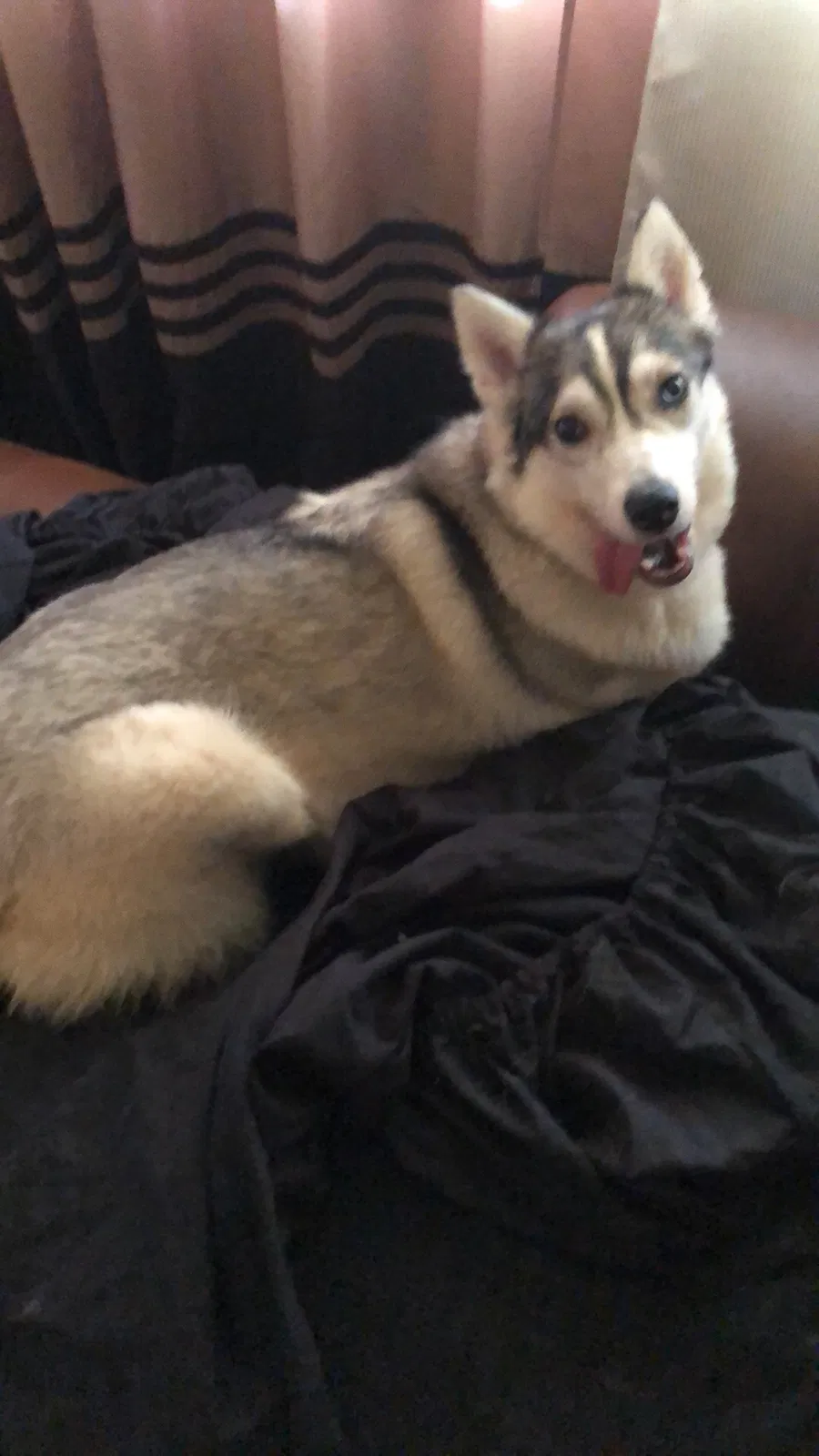 Lost dog in Lynchburg, VA, 24503
