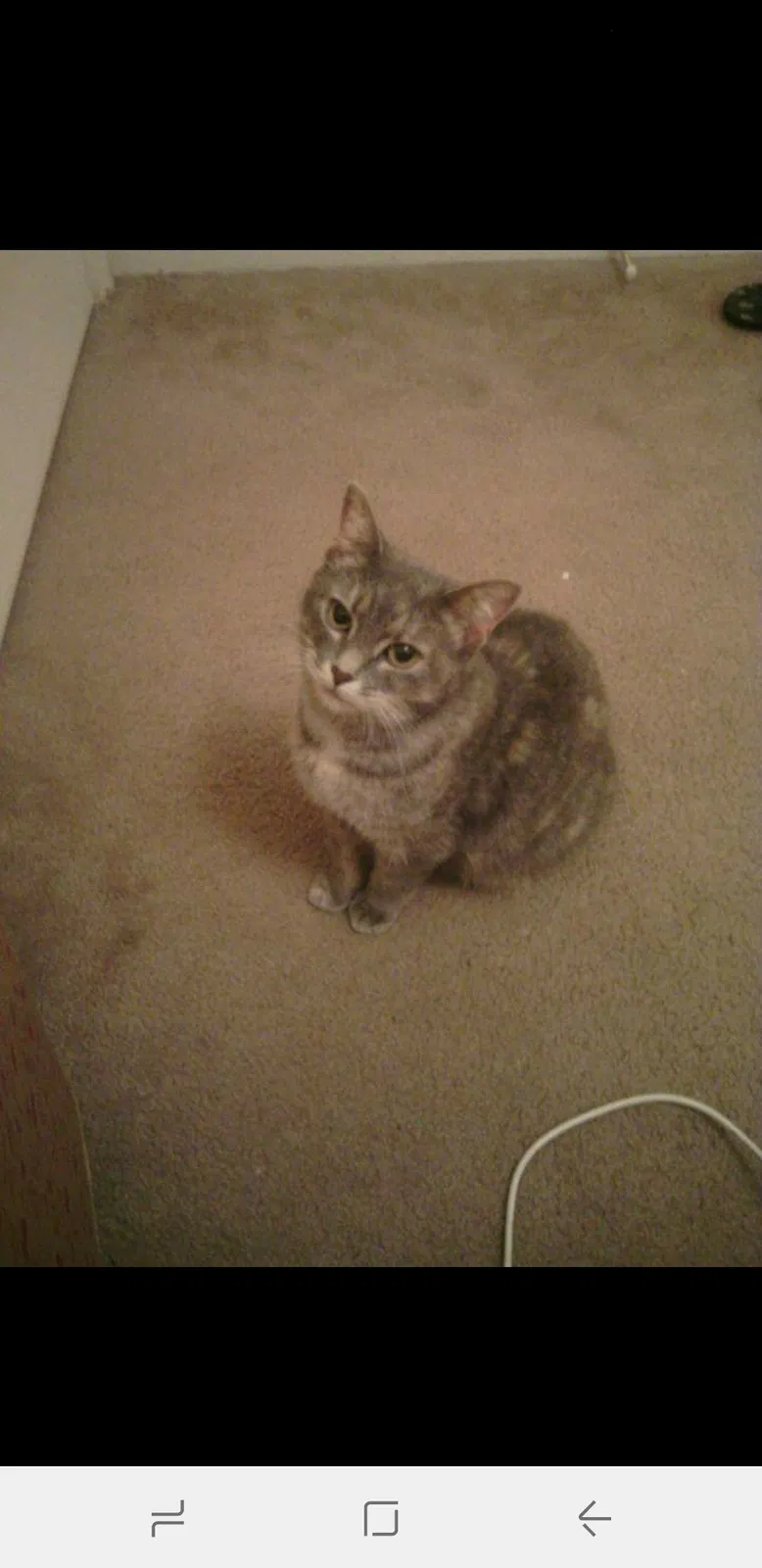 Lost cat in Bedford, VA, 24523
