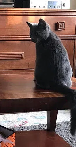 Lost cat in Fort Collins, CO, 80525