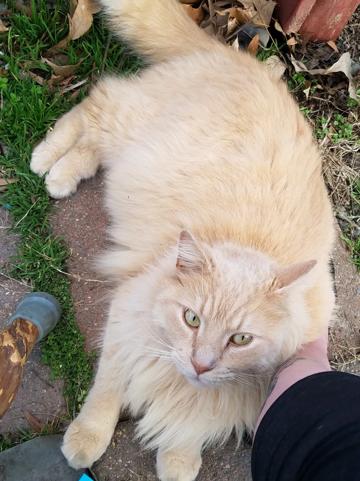 Lost cat in Henrico, VA, 23228
