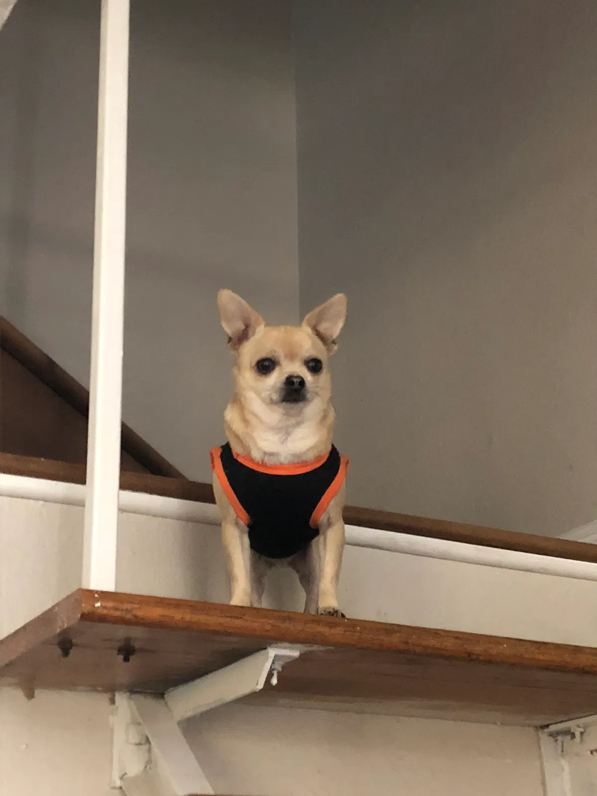 Lost dog in Fresno, CA, 93707