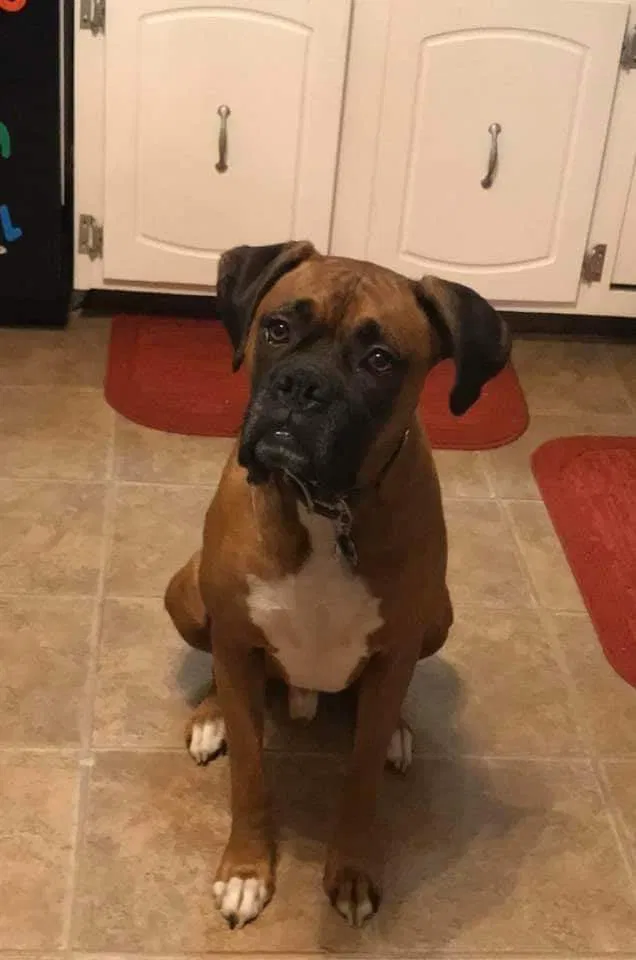Lost dog in Wichita, KS, 67219