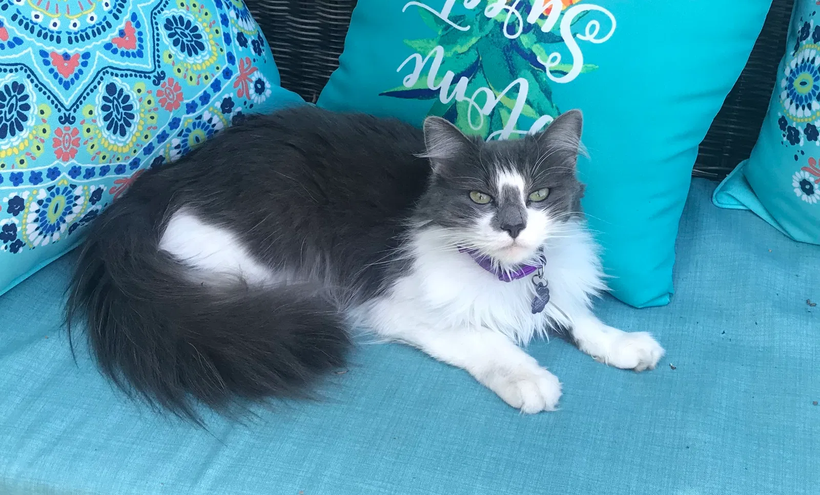Lost cat in Stockton, CA, 95209