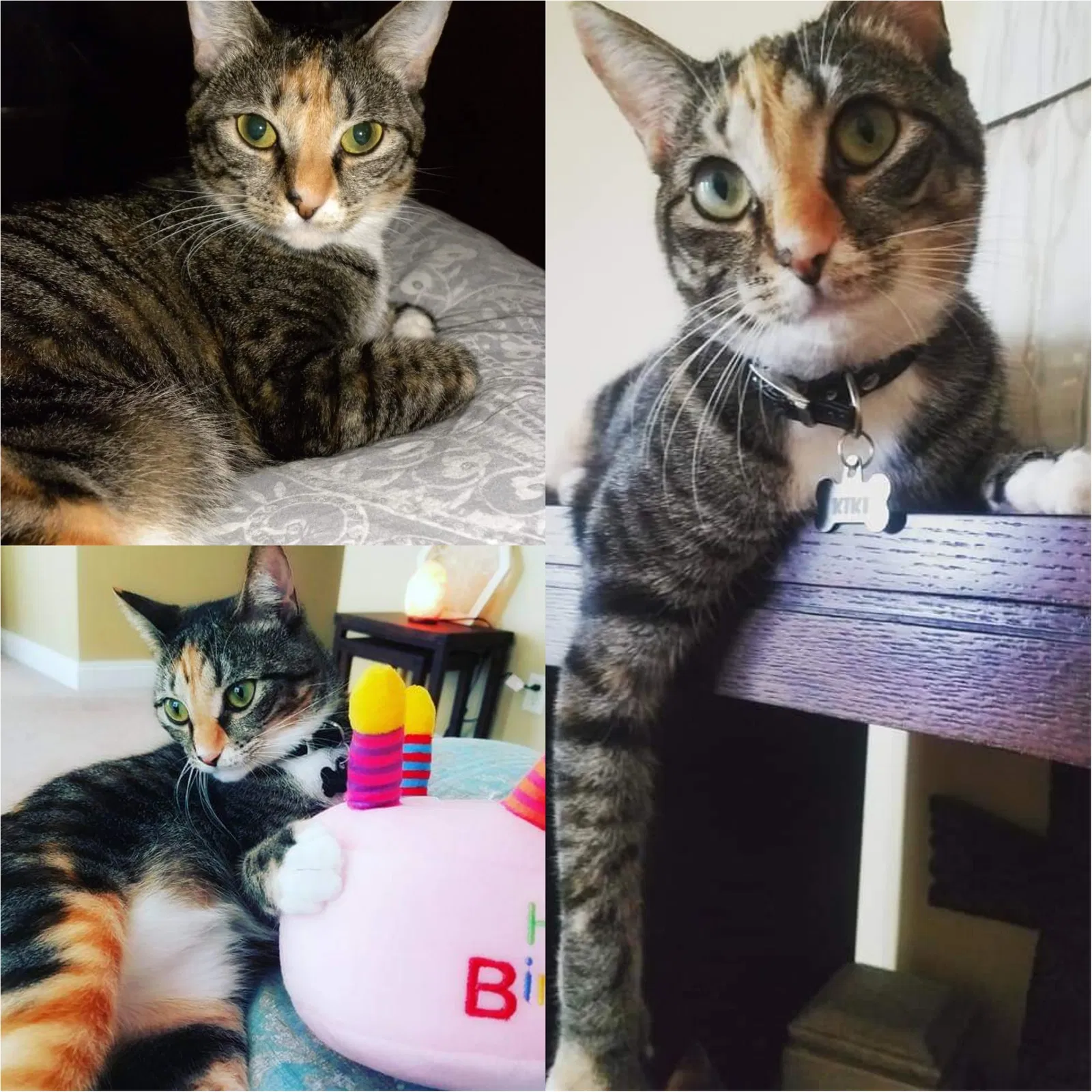 Lost cat in Panama City, FL, 32408