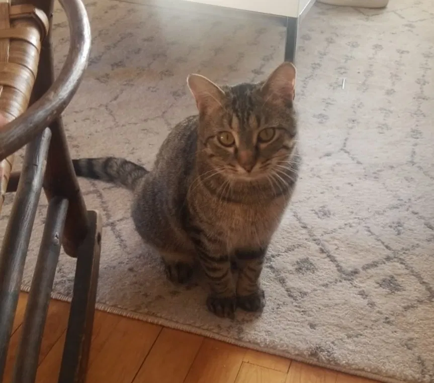 Lost cat in La Crescent, MN, 55947
