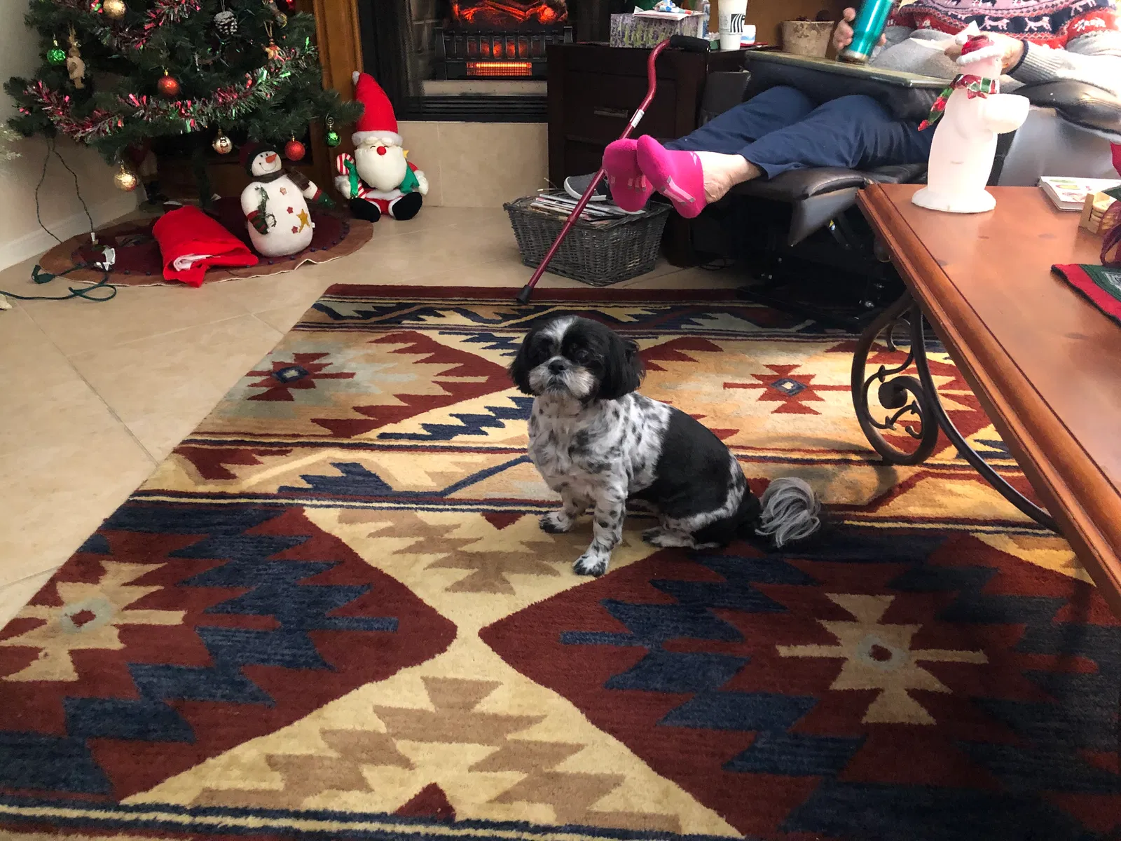 Lost dog in Cypress, TX, 77429