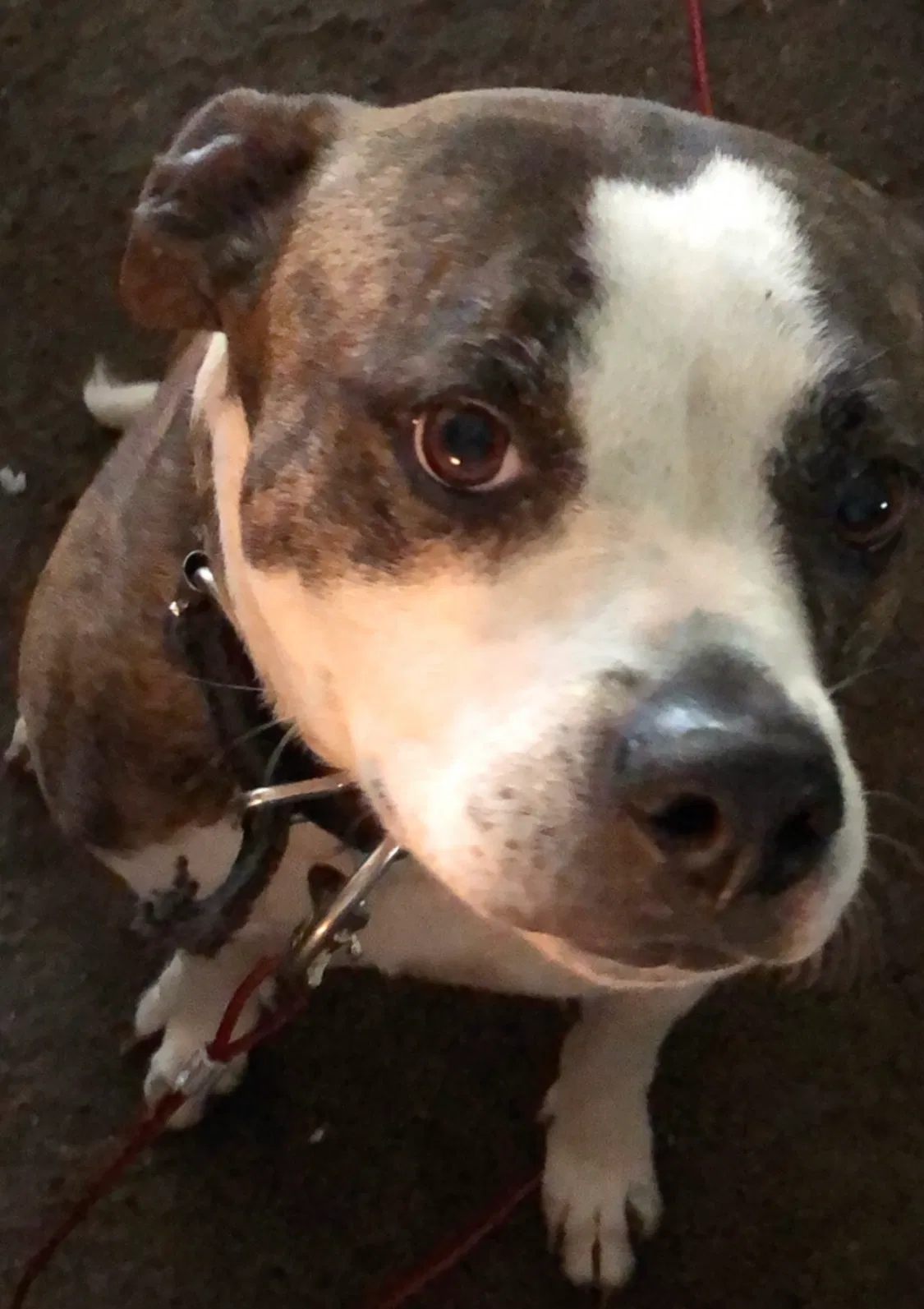 Lost dog in West Columbia, SC, 29172