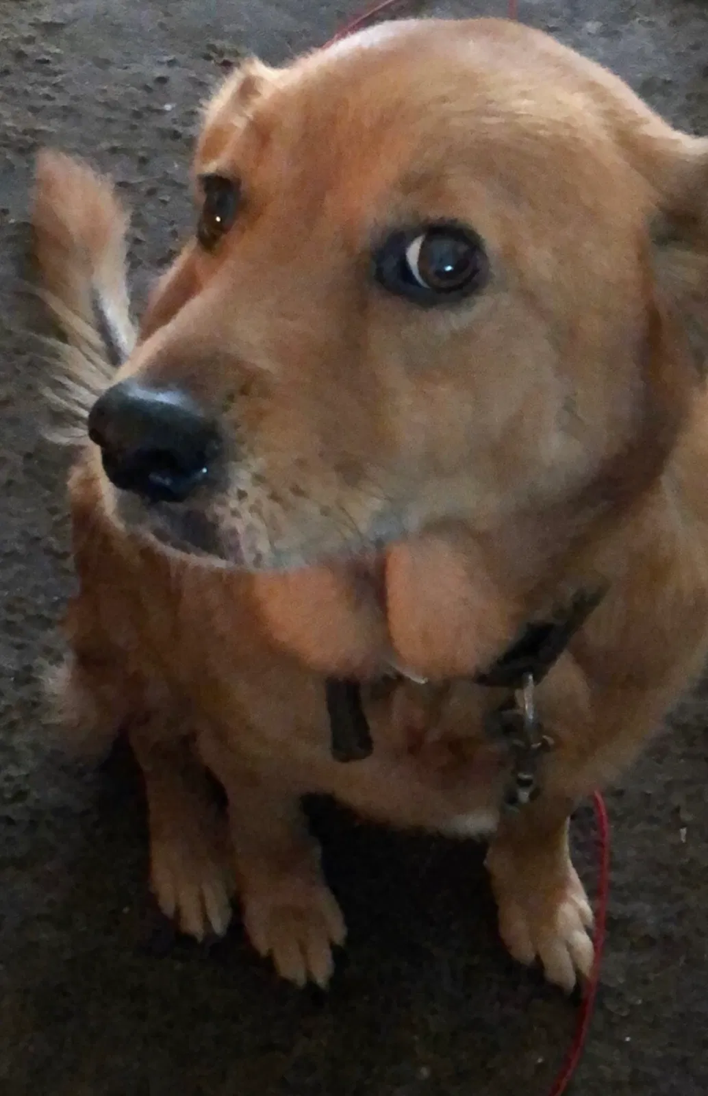 Lost dog in West Columbia, SC, 29172