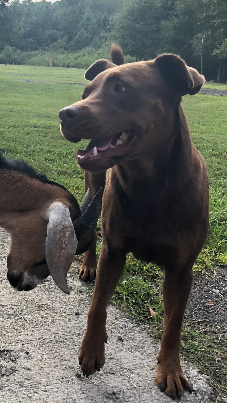 Lost dog in Rome, GA, 30161