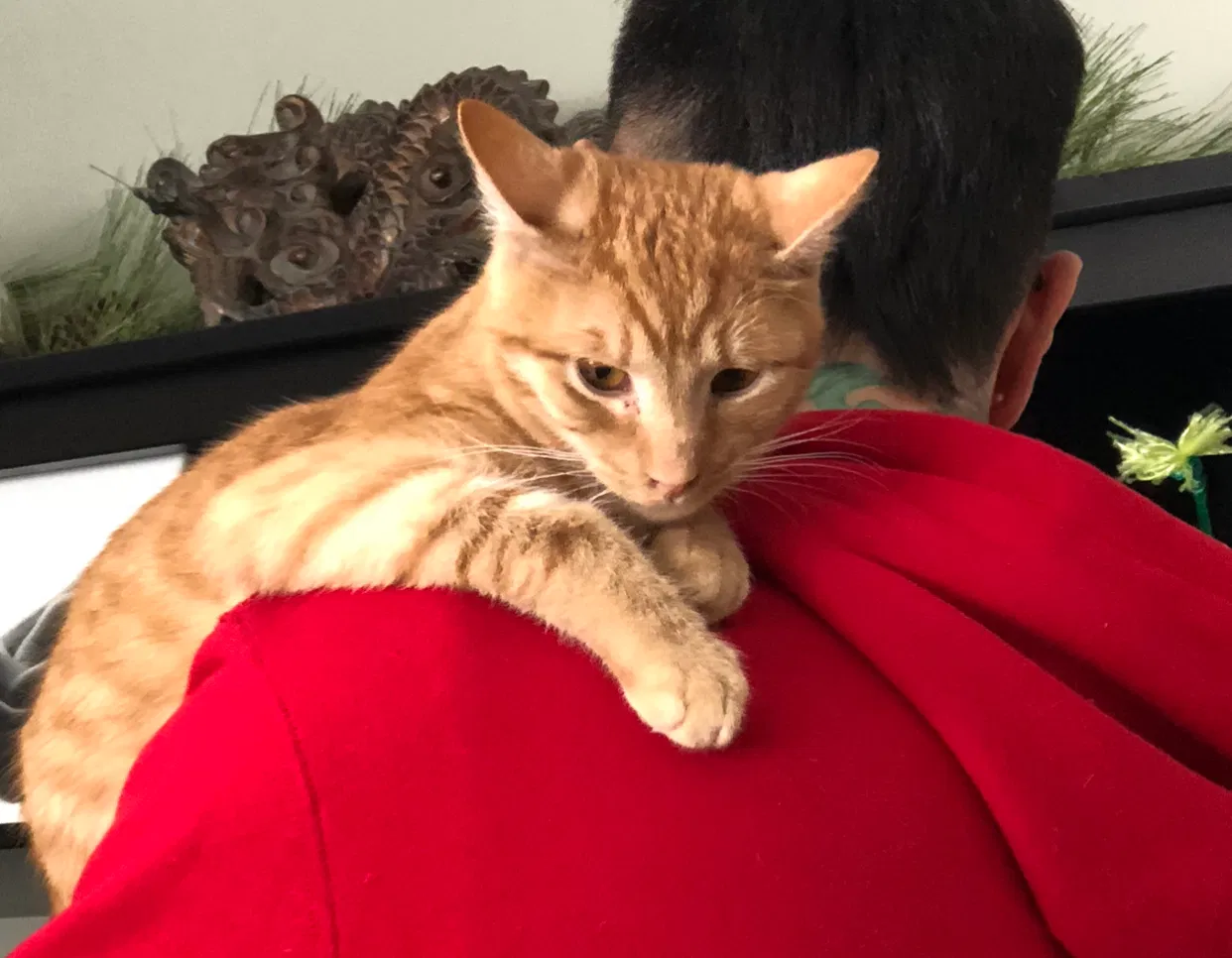 Lost cat in Saint Paul, MN, 55112