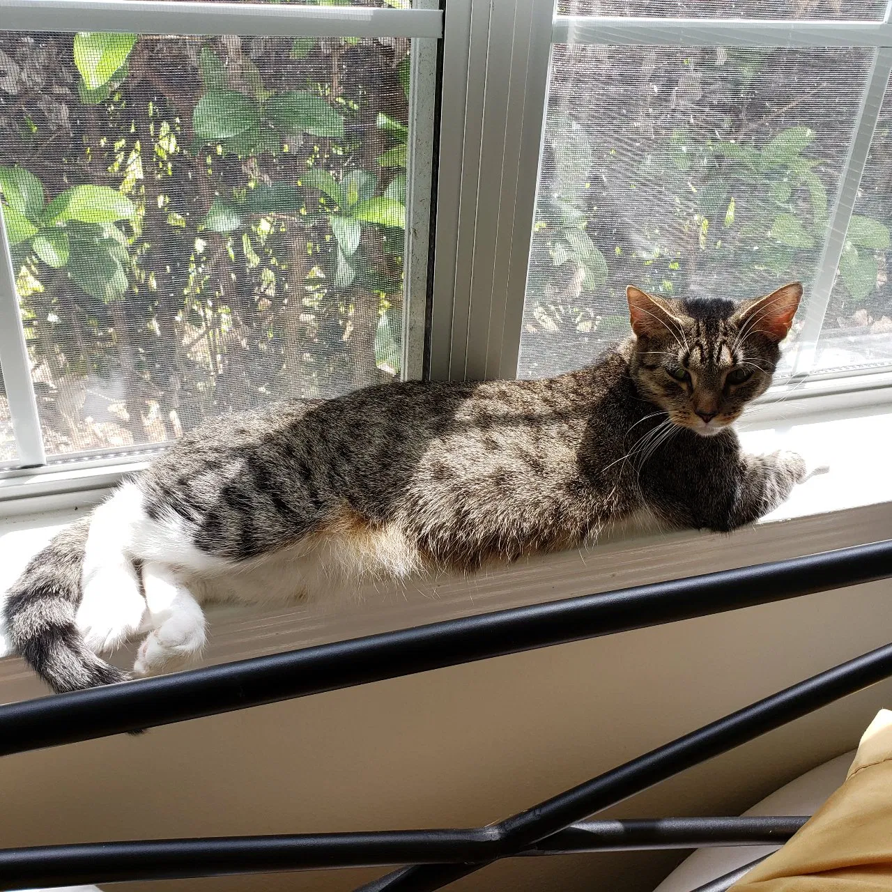 Lost cat in Wesley Chapel, FL, 33543