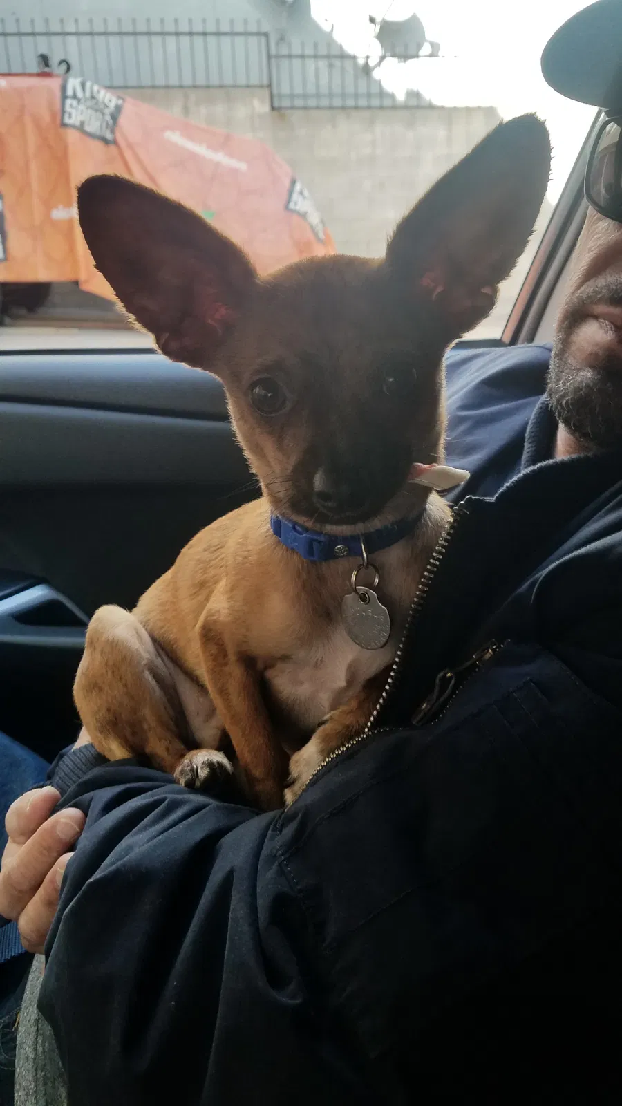 Lost dog in San Bernardino, CA, 92411