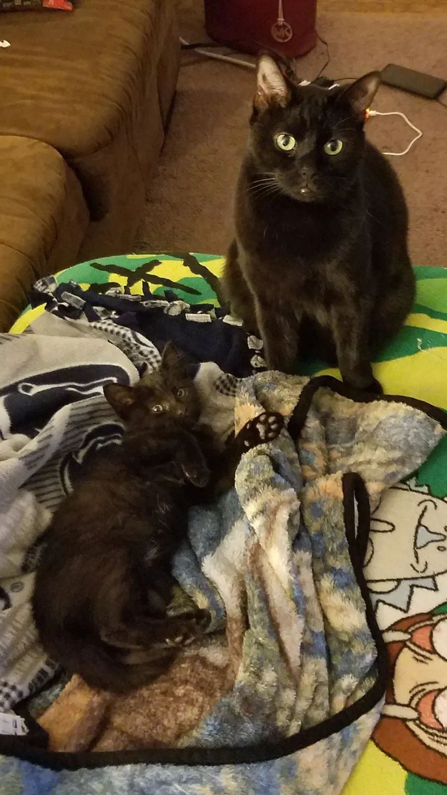 Lost cat in Cincinnati, OH, 45241