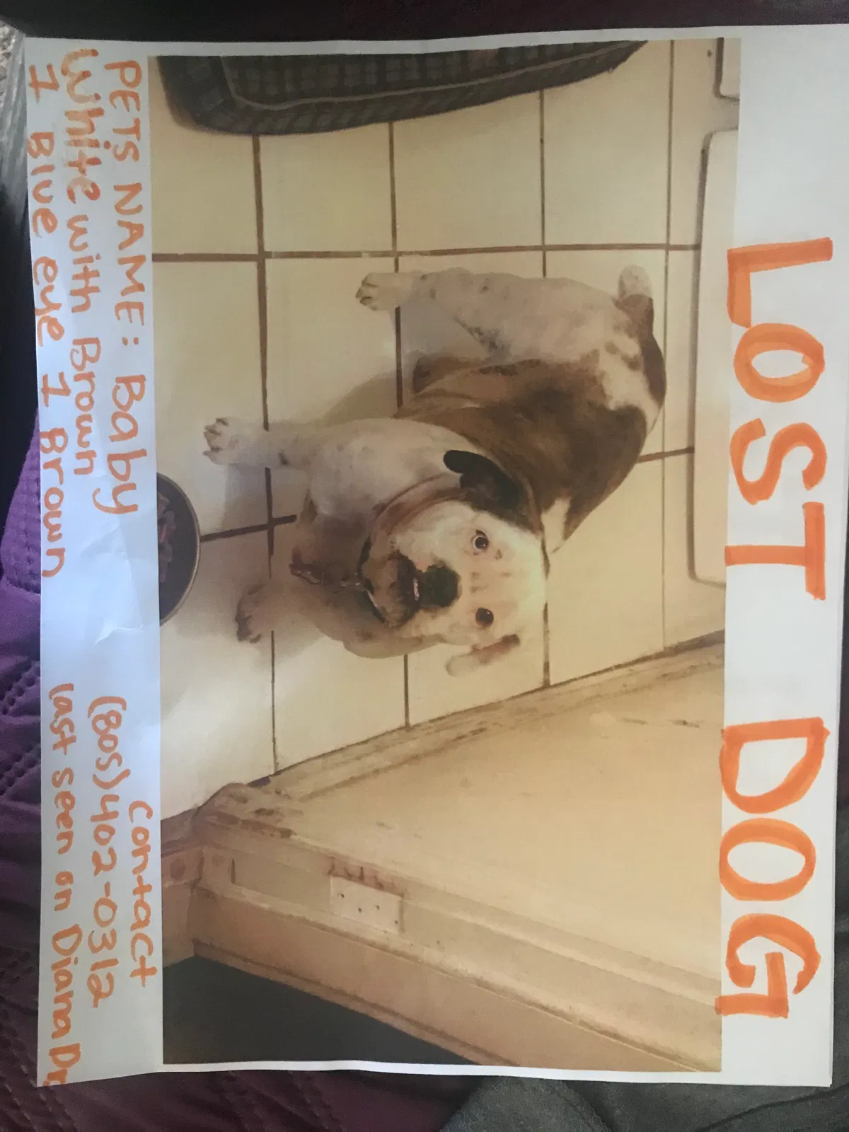 Lost dog in Converse, TX, 78109