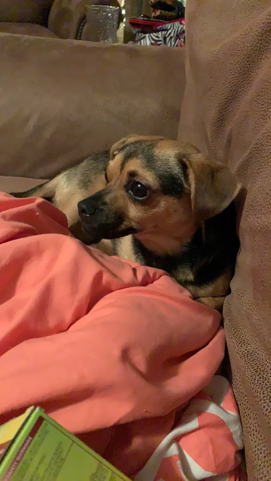 Lost dog in Culloden, WV, 25510